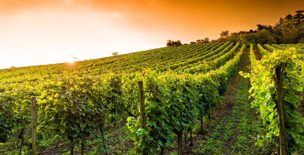 Ballonfahrt Weinberge Hessen